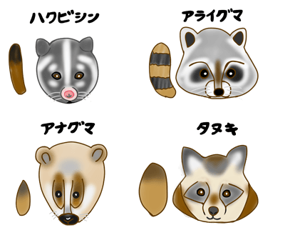 タヌキの仲間のイメージ（＊イラスト：うにここさん）