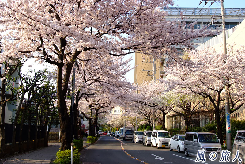 千歳通りの桜並木　世田谷通り付近の写真