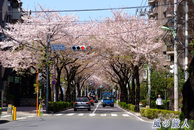 玉石垣のある風景　桜丘中交差点の写真