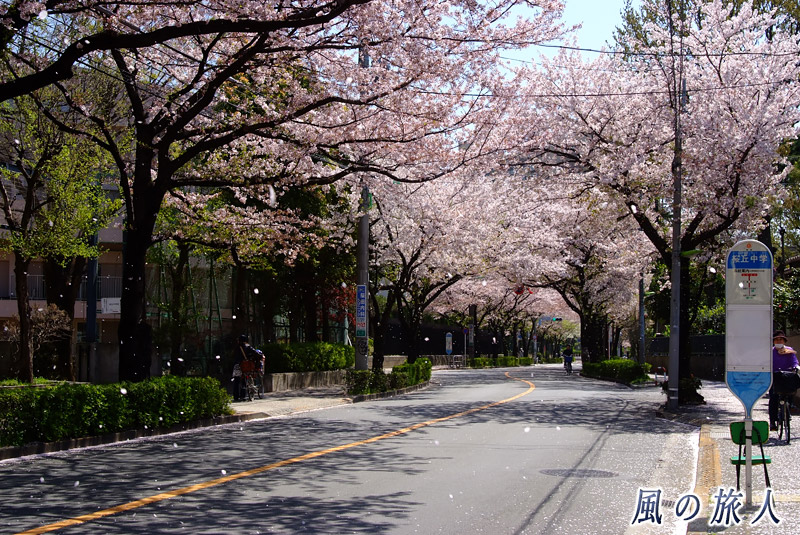 千歳通りの桜並木　千歳通り桜丘中学校付近２の写真