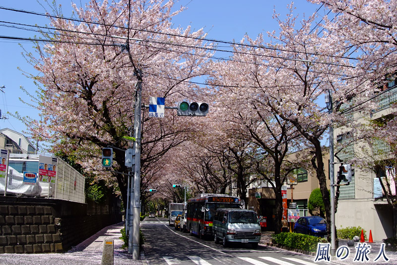 千歳通りの桜並木　郵便局近くの交差点の写真
