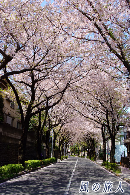 千歳通りの桜並木　桜のトンネルの写真
