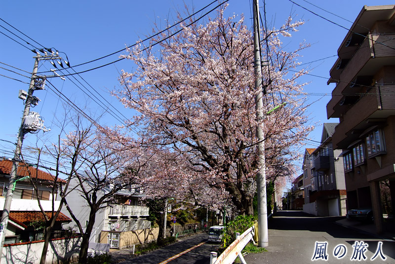 千歳通りの桜並木　笹原小東交差点の上部の写真