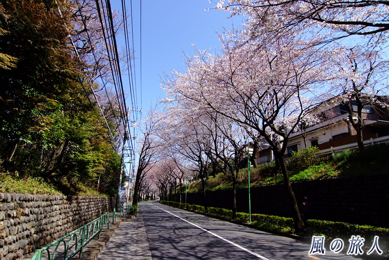 桜丘玉石垣のある風景　玉石垣と桜の写真