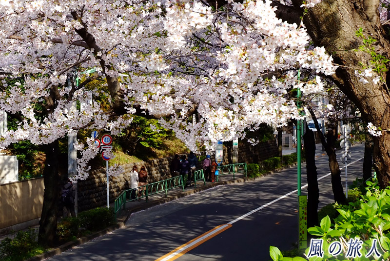 桜丘千歳通り　桜と玉石垣の風景の写真