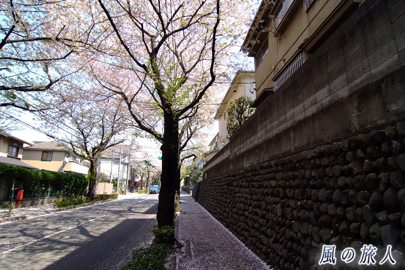 桜丘玉石垣のある風景　玉石垣と桜並木の写真