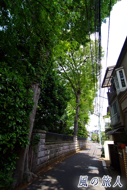 桜丘　立派な樹木と生活路の写真