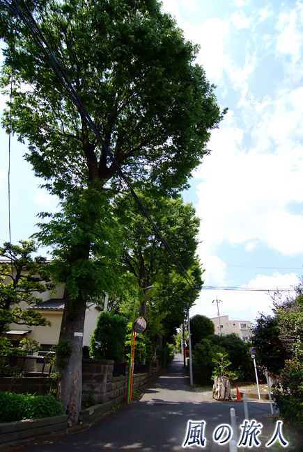 桜丘　巨木の屋敷林が並ぶ路地の写真
