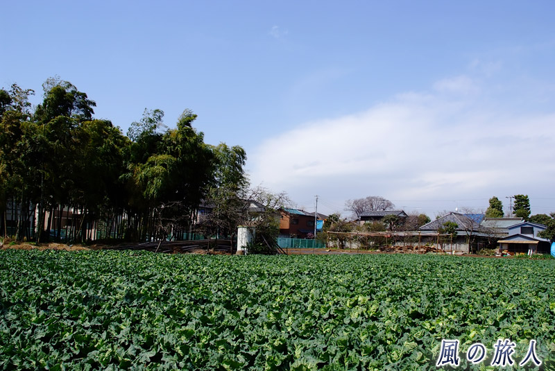 桜上水の野菜畑の写真