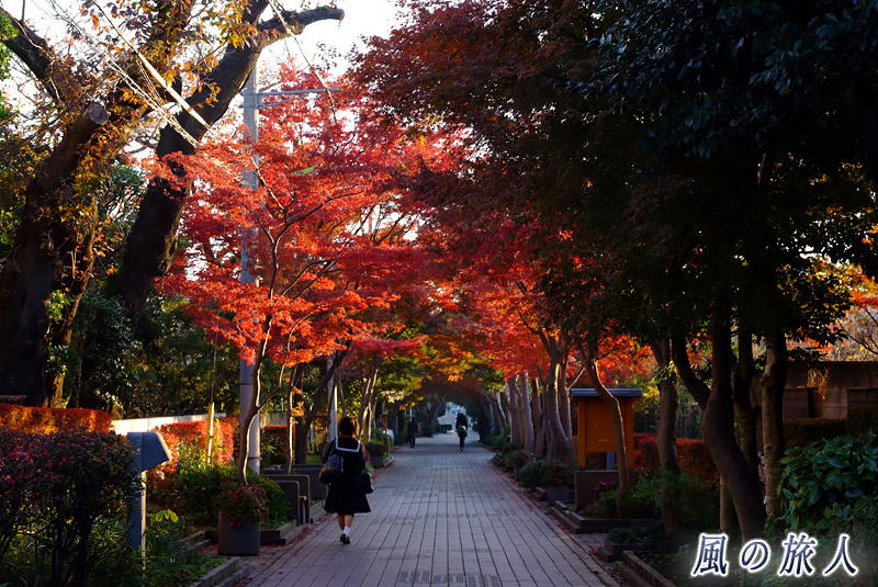 用賀プロムナード　いらか道　紅葉の季節の写真