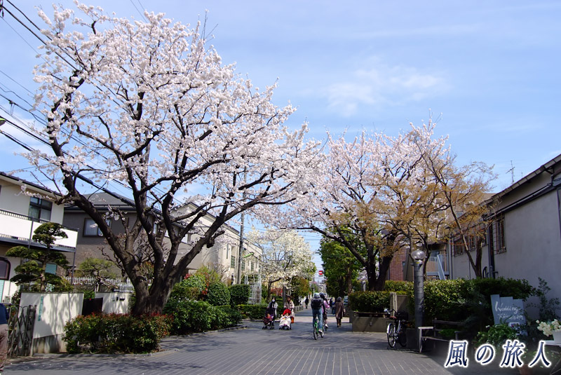 用賀プロムナード　いらか道　桜の季節の写真