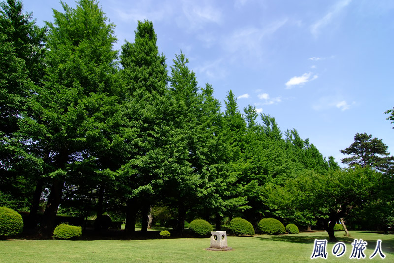 園芸高校　新緑の季節のイチョウ並木の写真