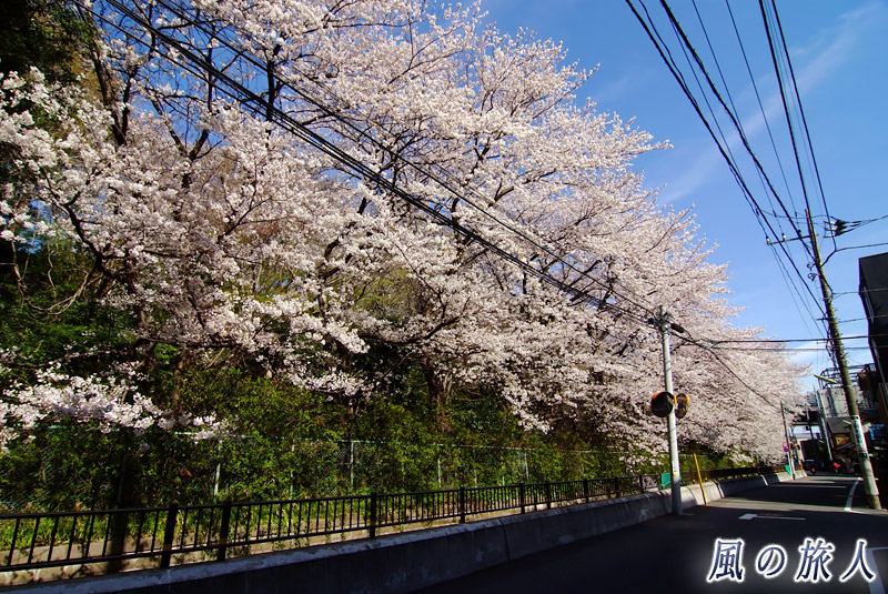第三京浜近くの丸子川の桜の写真