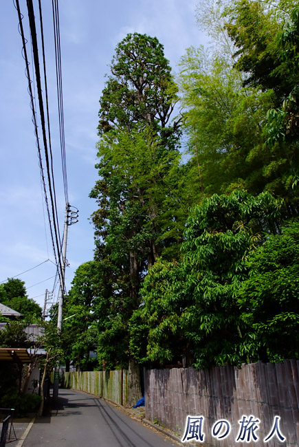 喜多見　立派な樹木と竹の垣根の写真