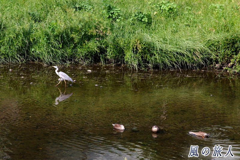 野川　川辺の鳥たちの写真