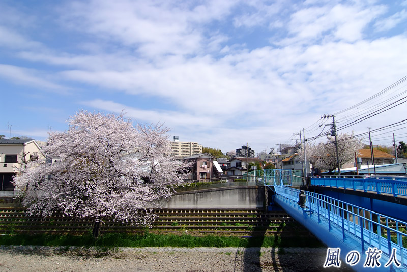 喜多見　水道橋と桜の写真