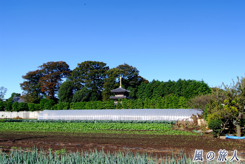喜多見　慶元寺三重塔の見える風景の写真
