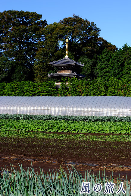 喜多見慶元寺　三重の塔と畑の写真