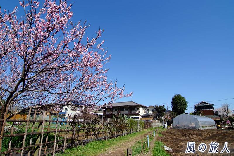 喜多見畑の間の土の道　桜の季節の写真
