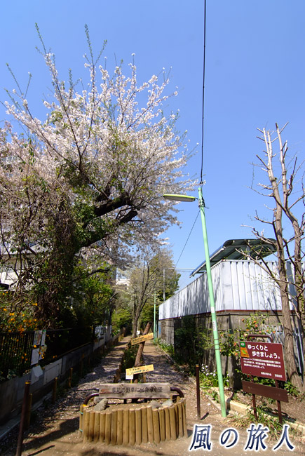 船橋　季節の野草に出会う小径　桜の季節の入り口の写真