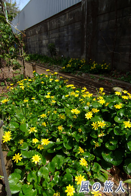 船橋　季節の野草に出会う小径　黄色い花の野草の写真