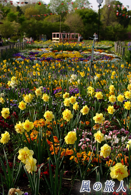 芦花公園花の丘　スイセンの写真