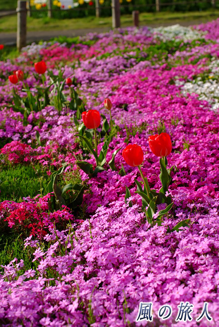 芦花公園花の丘　芝桜の写真