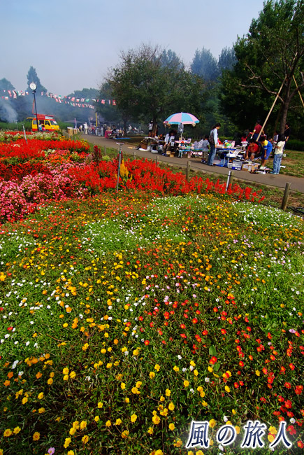 芦花公園花の丘　サルビアなど秋の花壇の写真