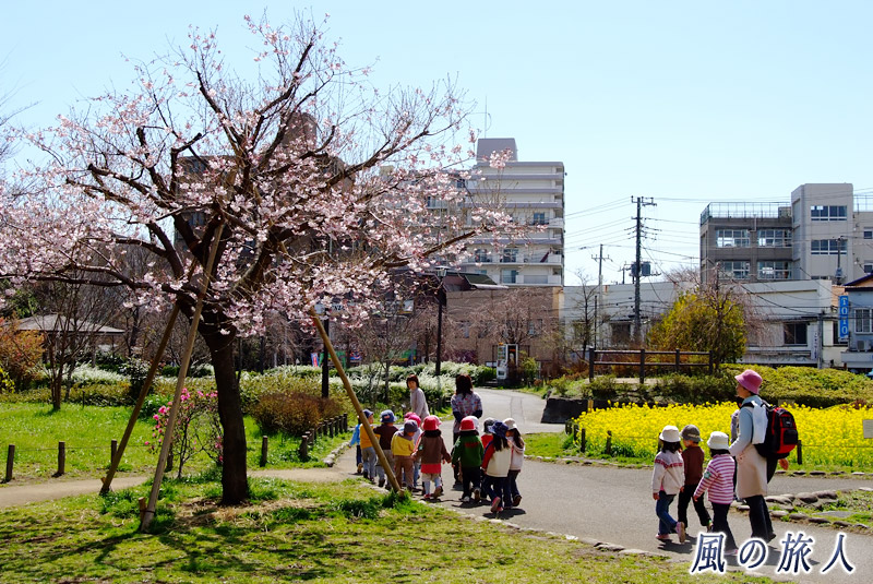 芦花公園花の丘　花の丘の散歩の写真