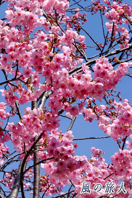 芦花公園花の丘　ヨウコウ桜の写真