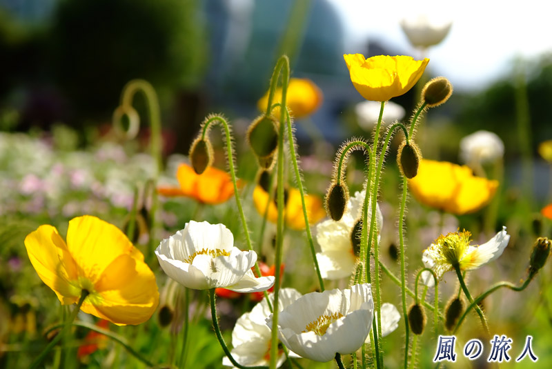 芦花公園花の丘　ポピー（ひなげし）の写真