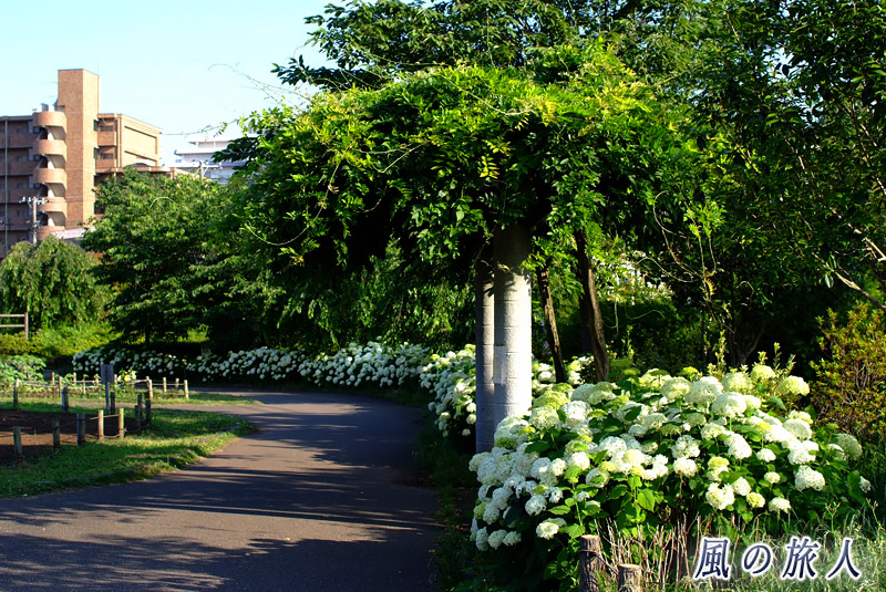 芦花公園花の丘　アナベルの群生の写真