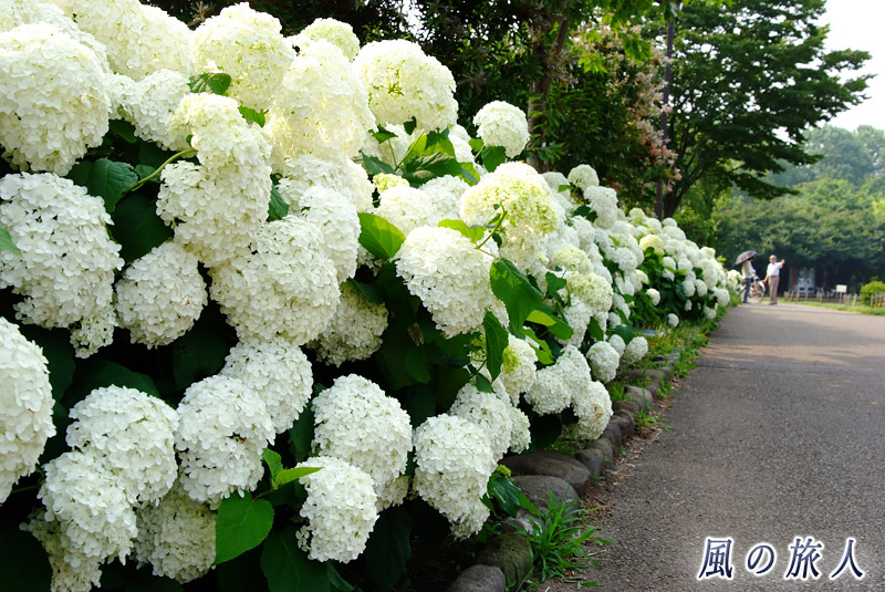 芦花公園花の丘　アナベルの垣根の写真