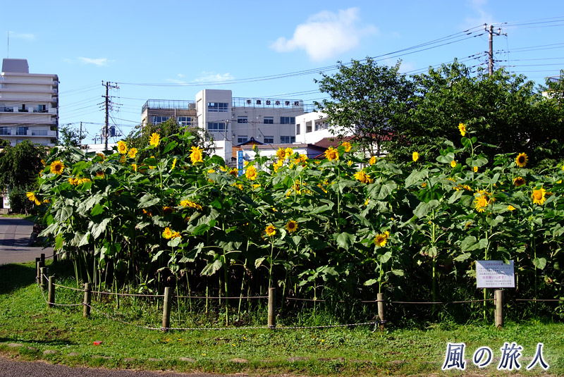 芦花公園花の丘　ひまわりの写真
