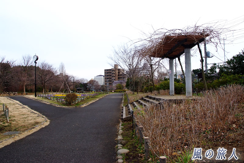 芦花公園花の丘　1月終わりの花の丘の写真