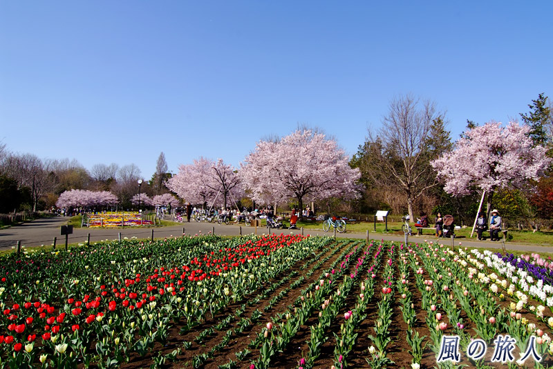 芦花公園花の丘　チューリップの写真