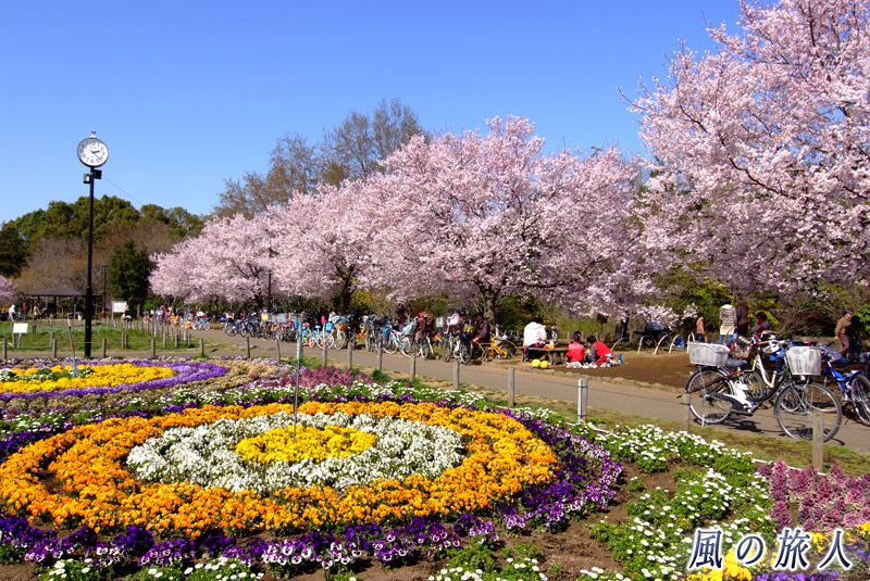 芦花公園花の丘　高遠コヒガン桜と花壇の写真