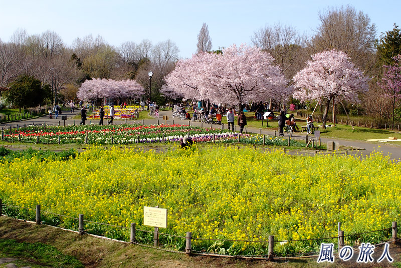 芦花公園花の丘　花の丘の全景の写真