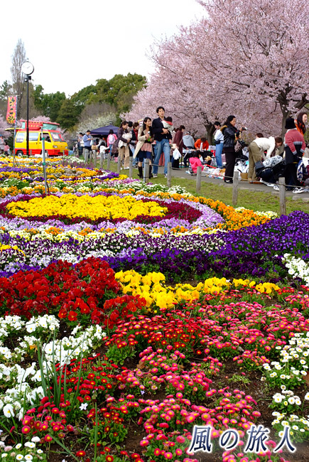 芦花公園花の丘フェスタ　春のフェスタの様子の写真