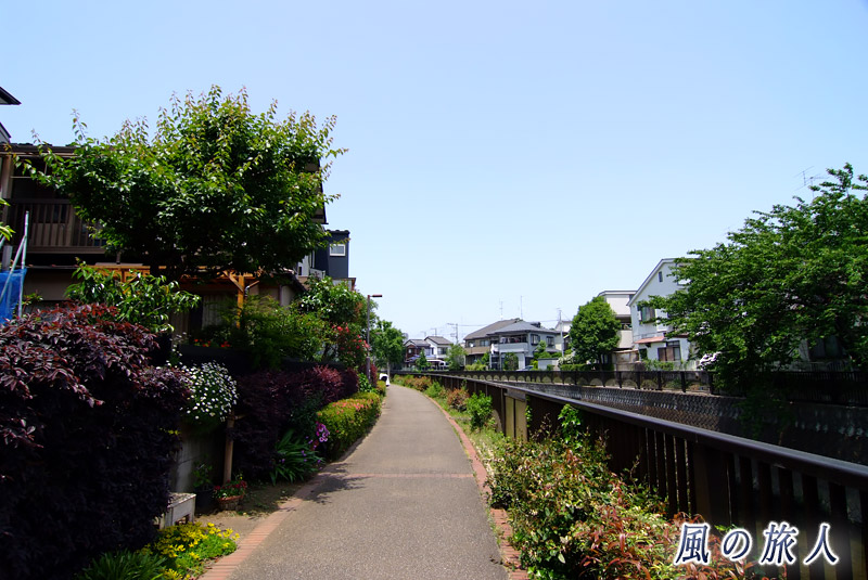 仙川沿いの遊歩道の写真