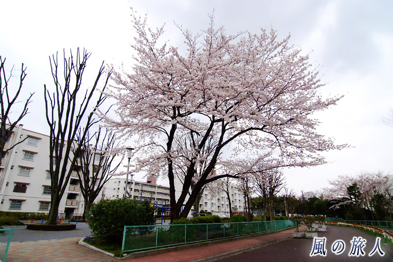 松葉公園　桜の時期<の写真