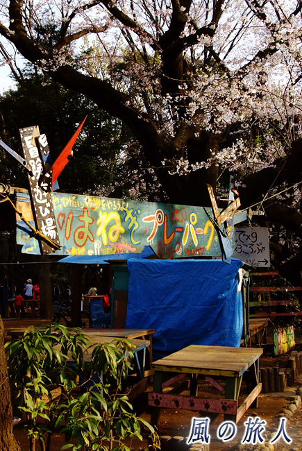 羽根木プレーパーク　桜とプレーパークの看板の写真