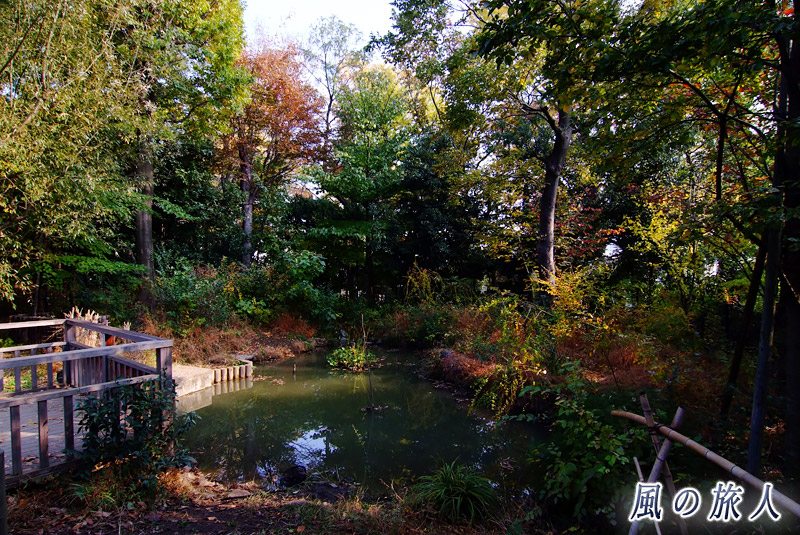 三宿の森緑地　ビオトープ池の写真