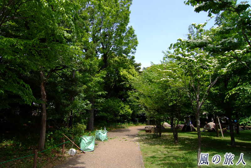 三宿の森緑地　清掃活動の写真