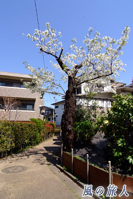 若林3丁目緑の小道　小道にある桜の写真