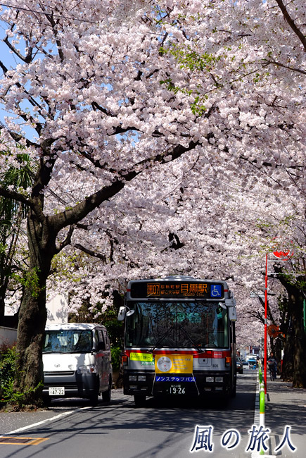 旧・新町住宅地　桜並木を進むバスの写真