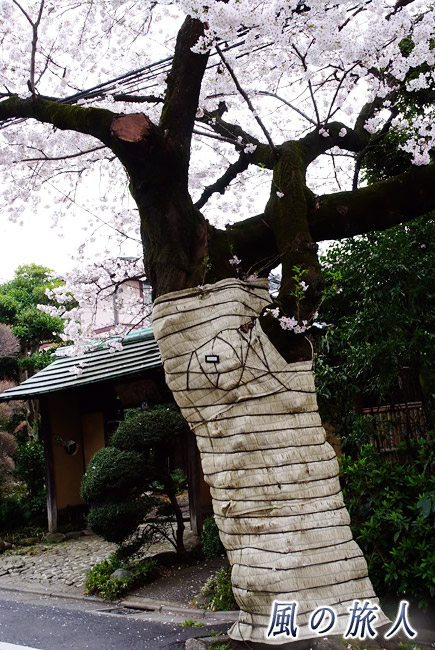 旧・新町住宅地の桜並木　ムロを撒かれた桜の木の写真