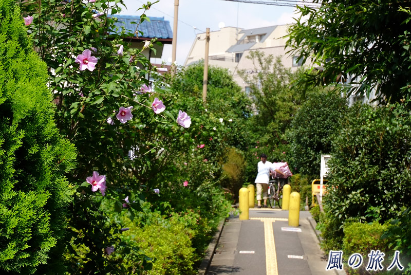 豪徳寺一丁目北沢川緑道　夏の緑道の写真