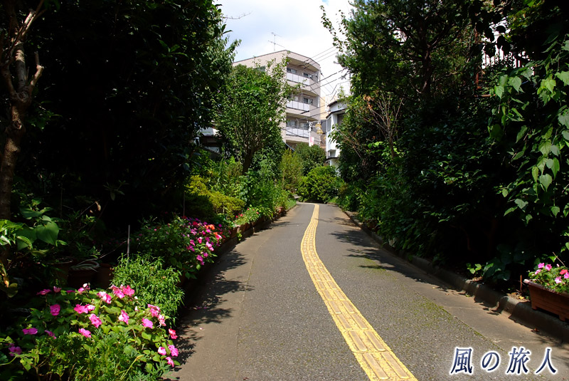 豪徳寺一丁目北沢川緑道　花のある風景の写真
