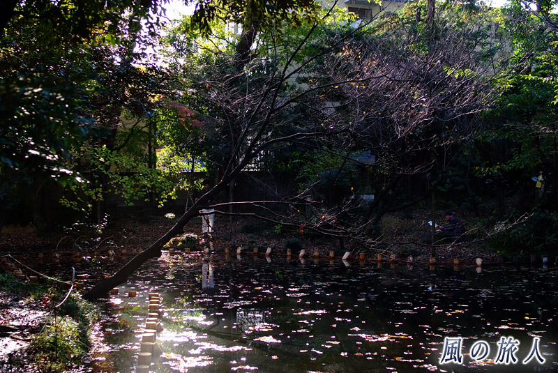 経堂五丁目特別保護区の池を写した写真